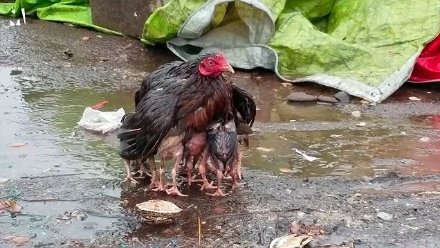 Απίστευτο βίντεο: Κότα κάνει τα πάντα για να μη βραχούν τα κοτοπουλάκια της (βίντεο)
